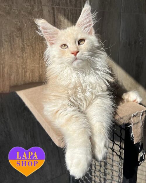 сріблясто-рудий мейн-кун