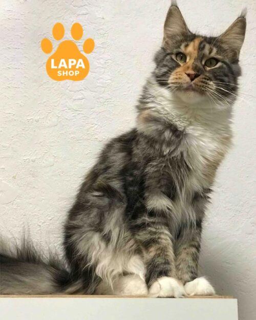 черепахово-біла кішка мейн-кун