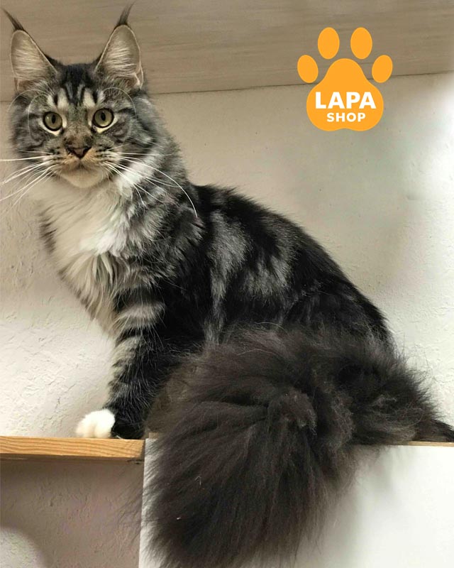 мармурово-біла кішка мейн-кун