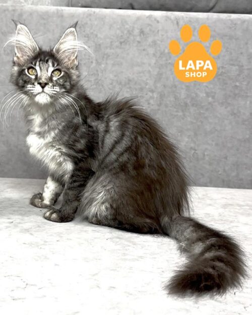 сріблясто-мармурова кішка мейн-кун