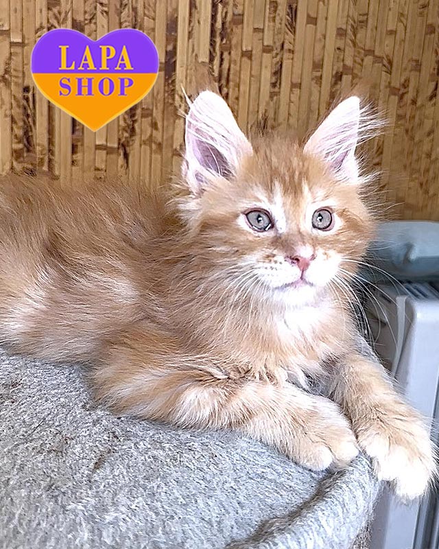 рудий мейн-кун полідакт