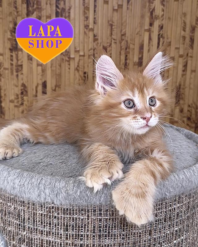 рудий мейн-кун полідакт