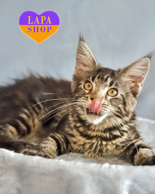 мраморная кошка мейн-кун