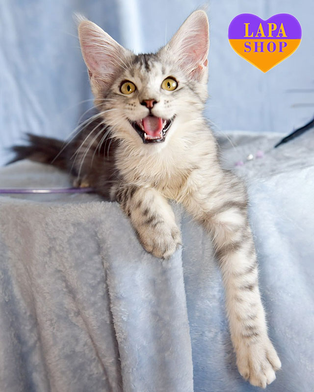 сріблясто-мармурова кішка мейн-кун