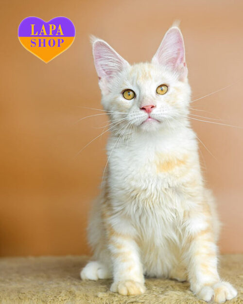 silver-red Maine Coon
