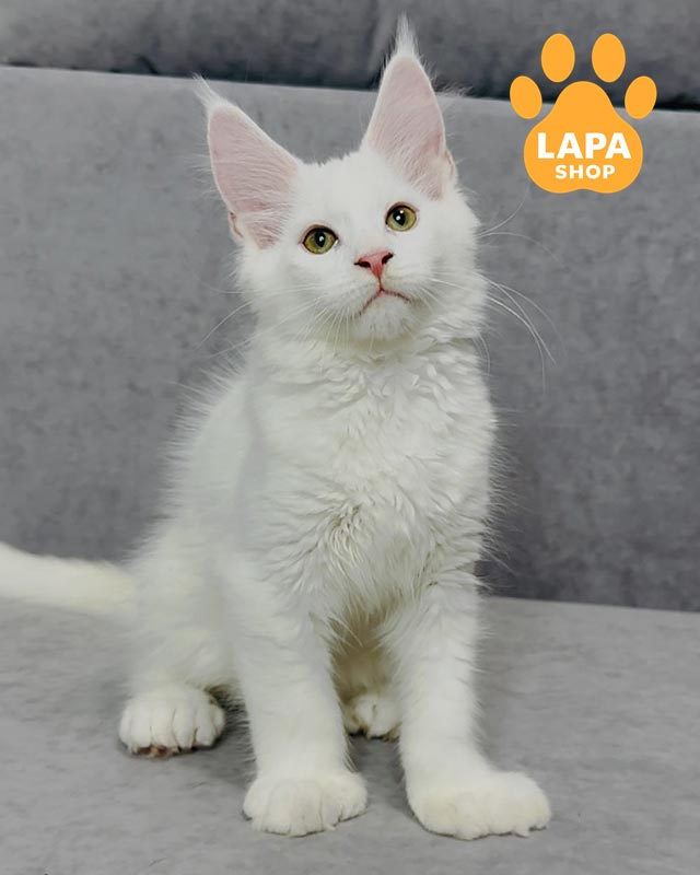 білосніжний мейн-кун полідакт