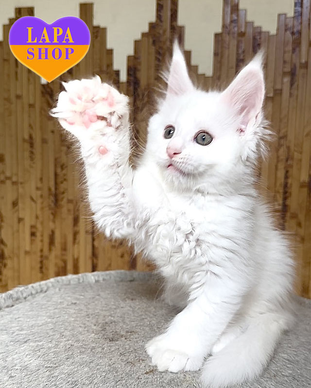 Порода кошек мейн-кун: плюсы и минусы, характер и особенности mco umka16 04