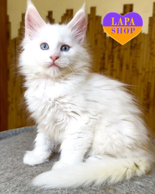 белоснежная кошка мейн-кун