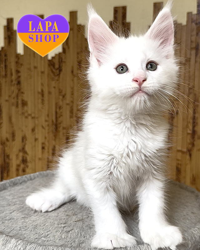 білосніжний мейн-кун полідакт