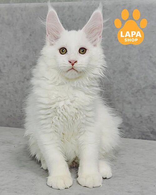 білосніжний мейн-кун