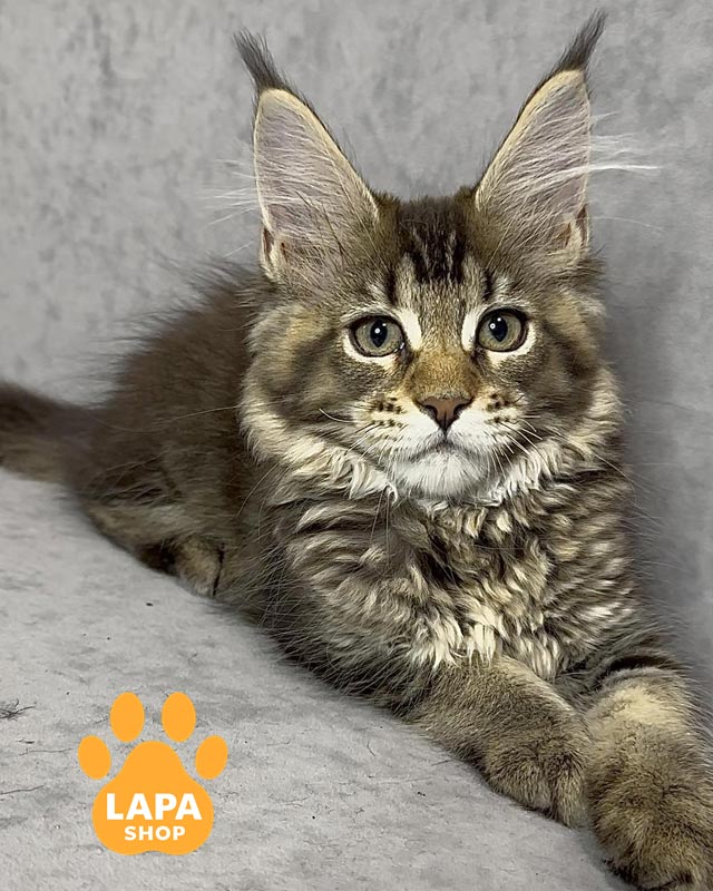 тикований мейн-кун