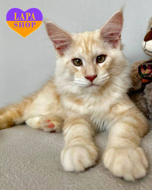 мраморно-рыжий мейн-кун