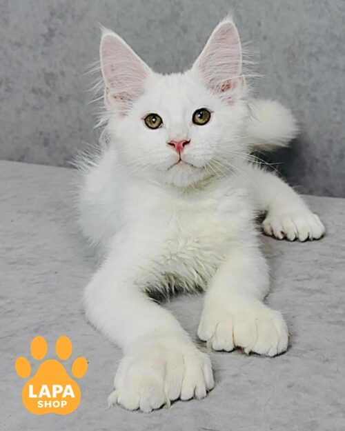 білий мейн-кун полідакт