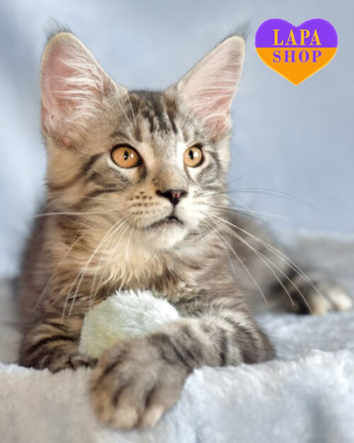 серебристо-мраморный мейн-кун