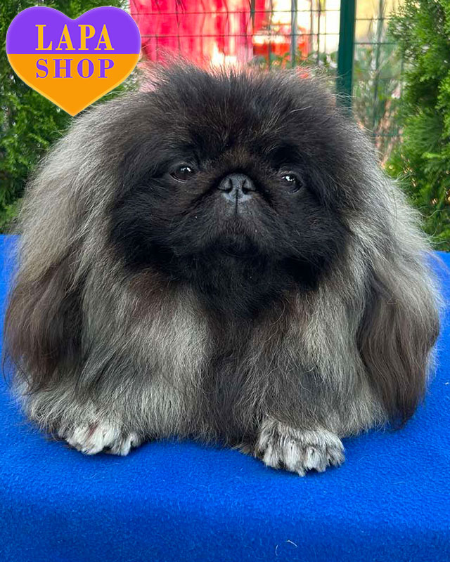 сірий пекінес