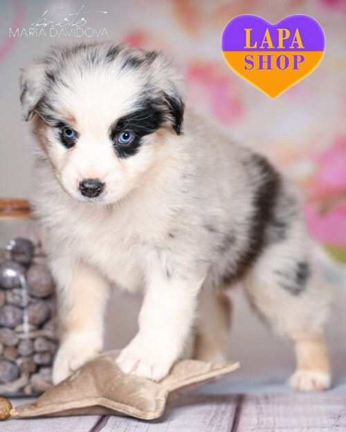 мраморная миниатюрная американская овчарка