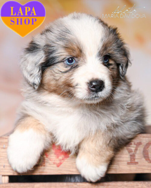 мраморная миниатюрная американская овчарка