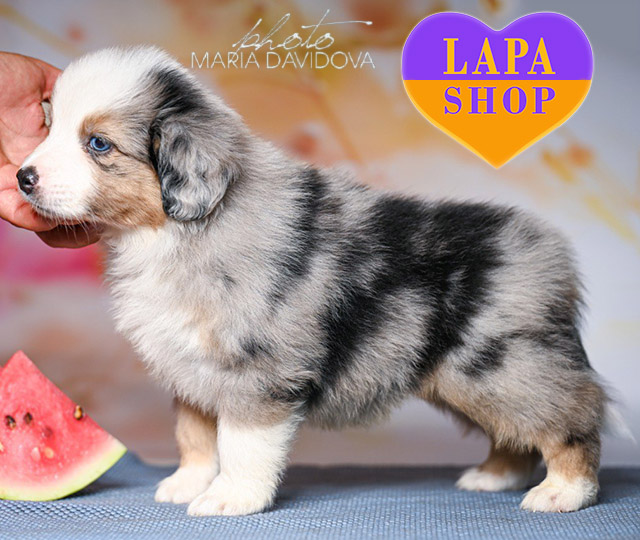 Miniature-American-Sheepdog-02