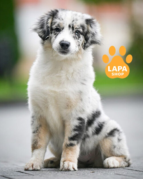 Мила кароока красуня породи мініатюрна американська вівчарка