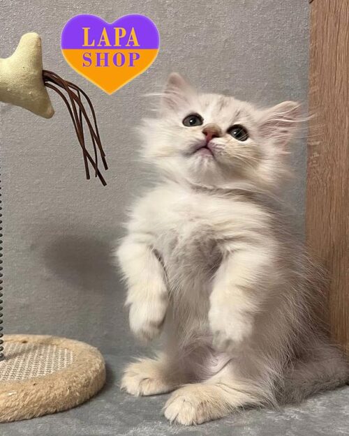 кішка довгшерстий манчкін