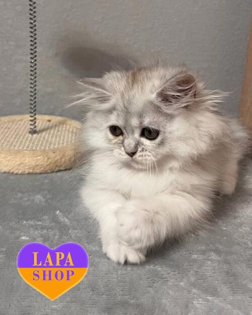 кішка манчкін лонг