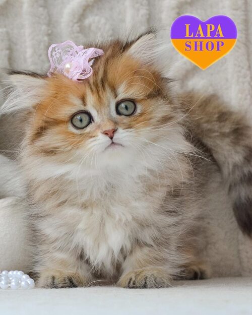 Fluffy — эффектная красавица породы манчкин длинношерстный в пятнисто-золотой шубке