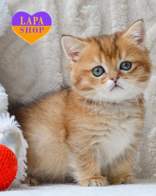 золота манчкін