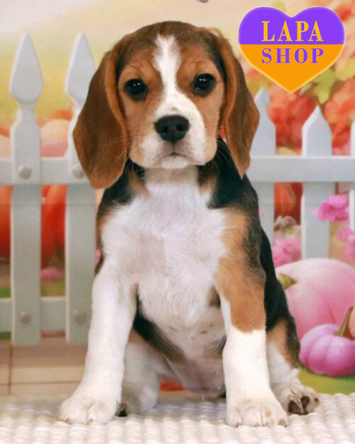 триколорний бігль