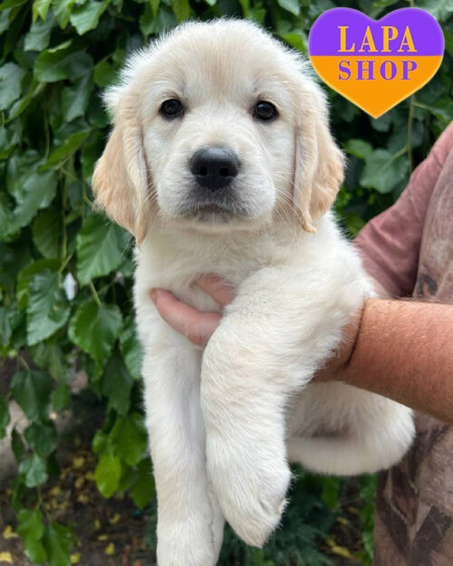 кремовый золотистый ретривер