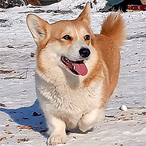 Красавица породы вельш корги пемброк рыже-белого окраса mom