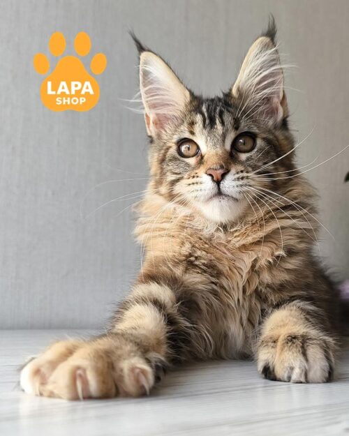 черепахово-мармурова кішка мейн-кун