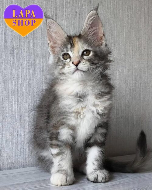 черепахово-плямиста кішка мейн-кун