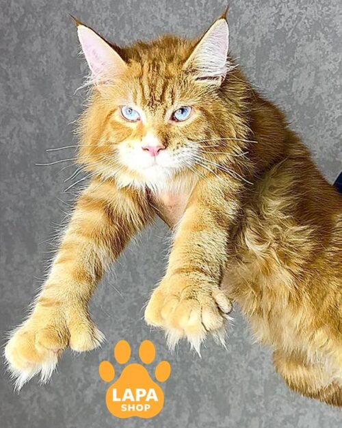 рудий мейн-кун полідакт 