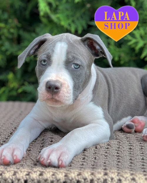 блакитно-білий американський стаффордширський терʼєр