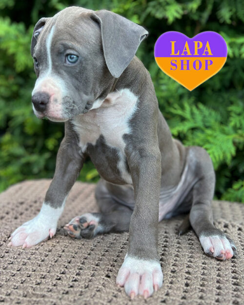 блакитно-білий американський стаффордширський терʼєр