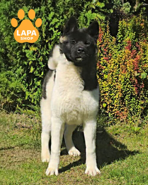 чорно-біла американська акіта