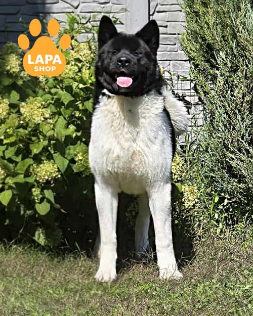 чорно-біла американська акіта