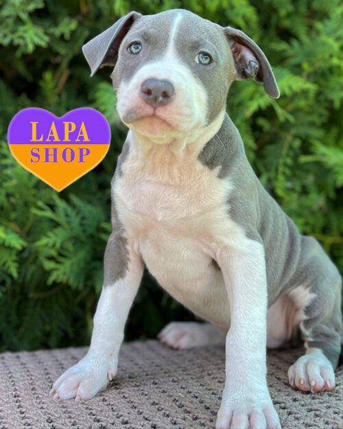 блакитно-білий американський стаффордширський терʼєр