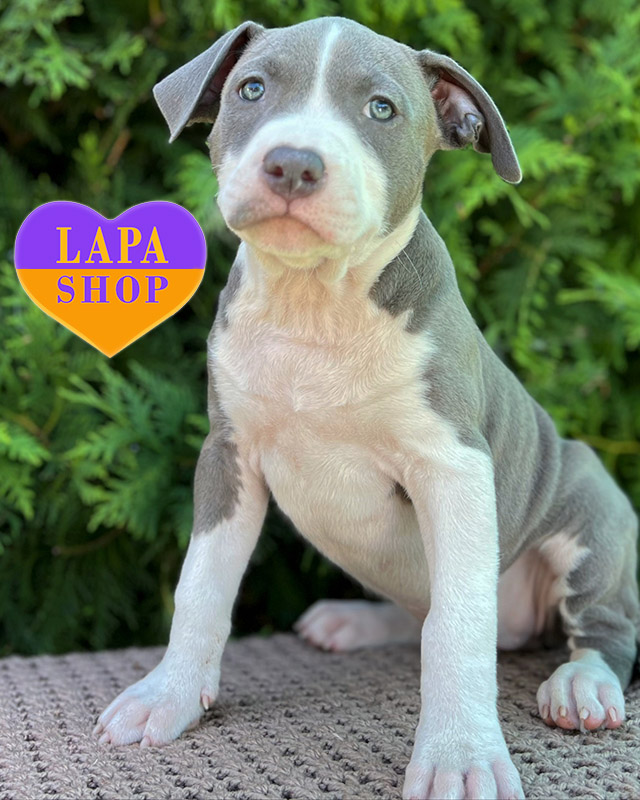 блакитно-білий американський стаффордширський терʼєр