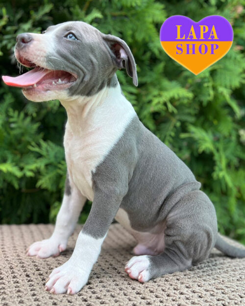 бело-голубой американский стаффордширский терьер