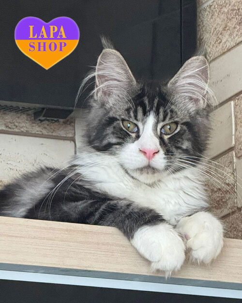 мармурово-біла кішка мейн-кун