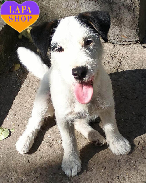 чорно-білий джек-рассел-тер'єр