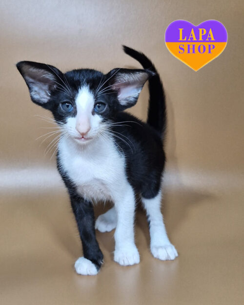 black and white Oriental kitty <br> <br> <br>