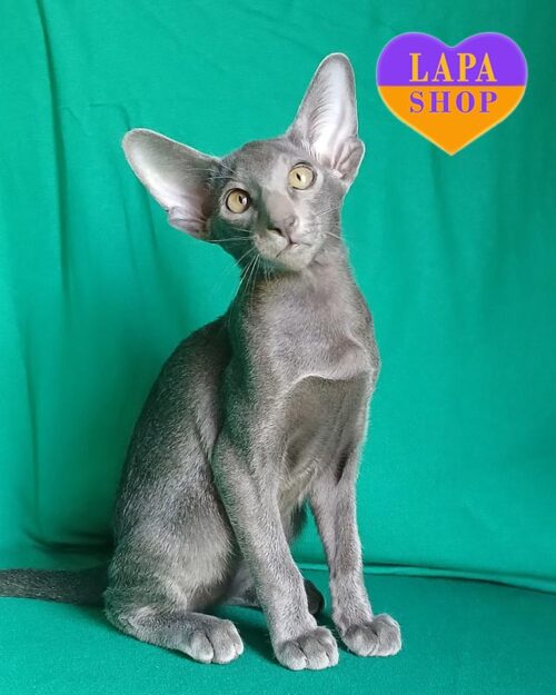 блакитна орієнтальна кішка