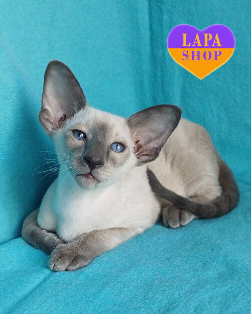 орієнтальний кіт