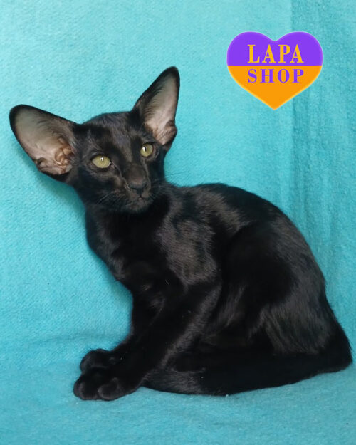 чорний орієнтал