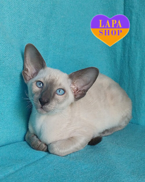 кіт орієнтал