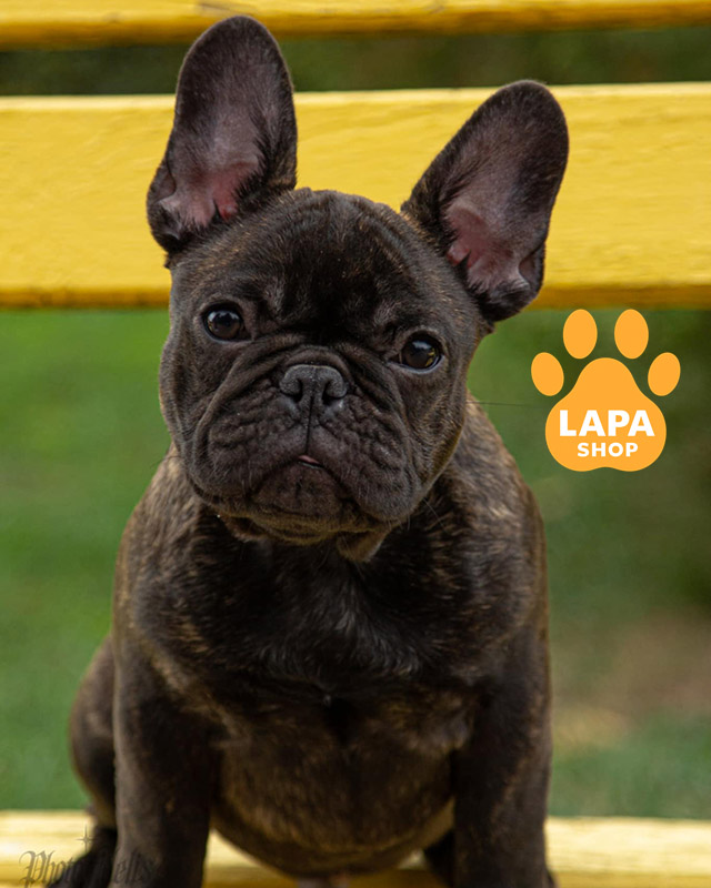 тигровий французький бульдог