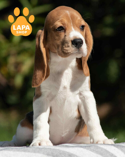 триколорний бігль