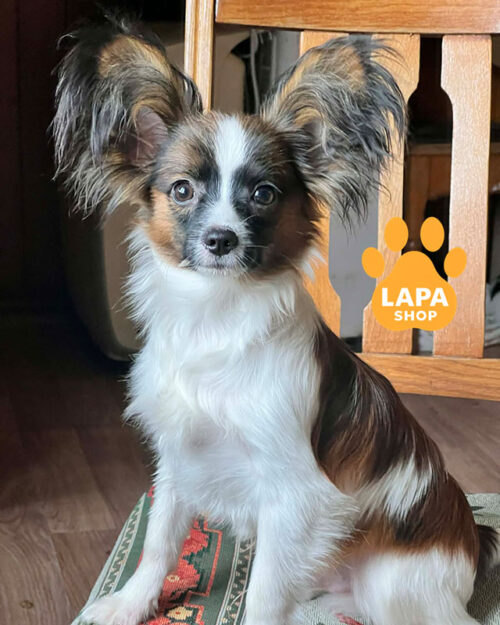 біло соболиний папільон